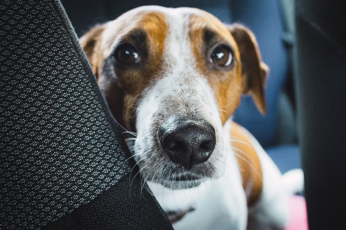 Pet Hair In Car Seats