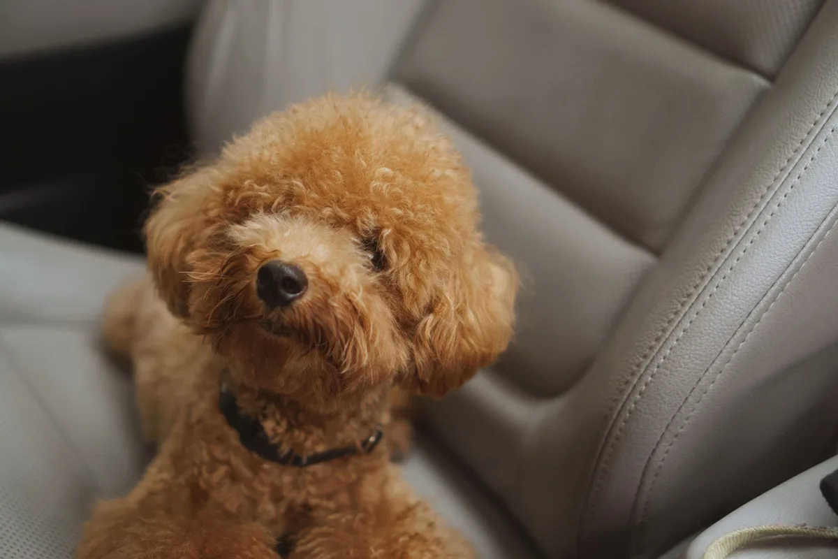 Stubborn Pet Hair Removal Stubborn